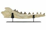 Fossil Primitive Whale (Pappocetus) Jaw - Morocco #251790-1